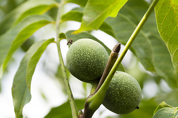 Image showing unripe green walnuts