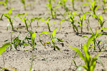 Image showing green corn. Spring