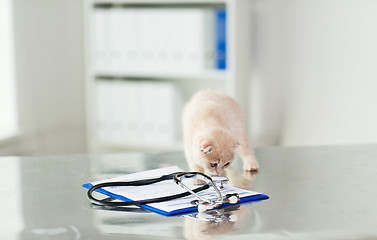 Image showing close up of scottish fold kitten at vet clinic