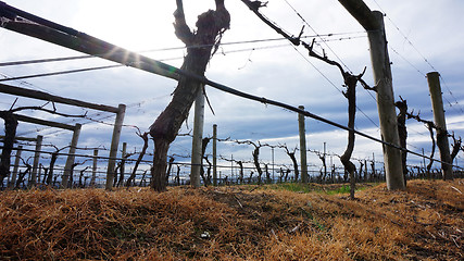 Image showing Landscape with winter vineyard