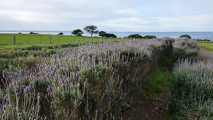 Image showing Lavender flowers in the field in spring