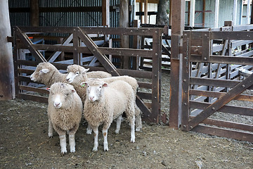 Image showing Herd of sheeps on the farm