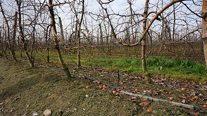 Image showing Landscape with winter vineyard