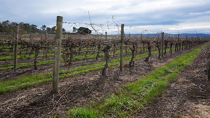 Image showing Landscape with winter vineyard