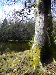 Image showing Tree at lakeside