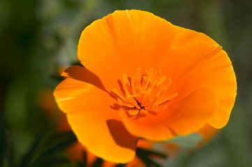 Image showing California poppy