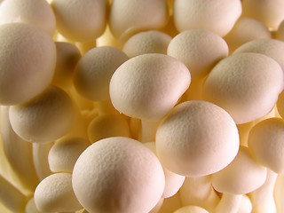 Image showing Mushrooms Detail