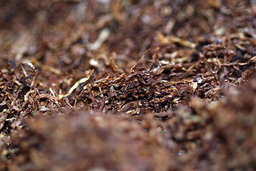 Image showing Rolling Tobacco