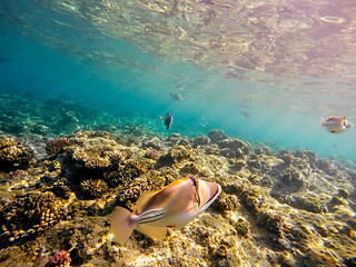 Image showing Coral and fish in the Red Sea. Egypt