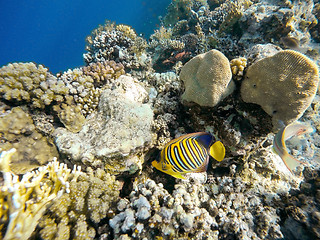 Image showing Coral and fish in the Red Sea. Egypt