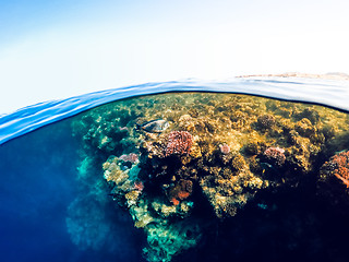 Image showing Underwater and surface split view in the tropics sea