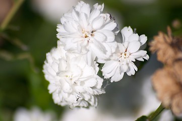 Image showing Little white flowers