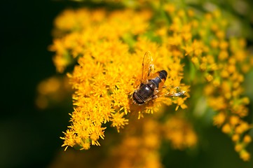 Image showing Bee in flower