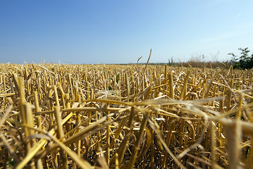 Image showing agricultural field with cereal