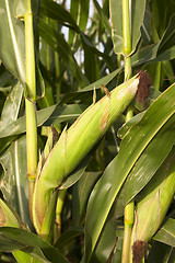 Image showing Field with corn