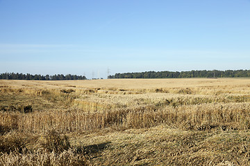 Image showing farm field cereals