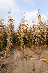 Image showing mature corn, autumn