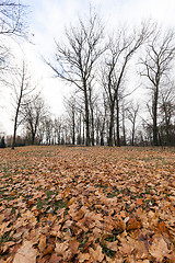 Image showing Autumn Park, overcast