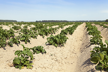 Image showing Agriculture, potato field