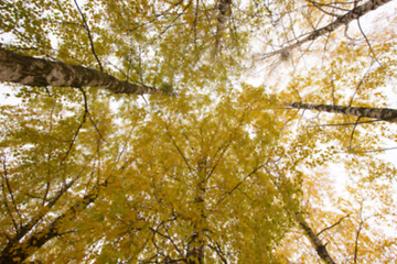 Image showing autumn in the park