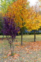 Image showing autumn in the park