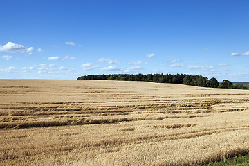 Image showing agricultural field with cereal