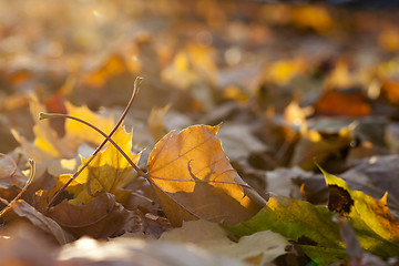 Image showing autumn in the park