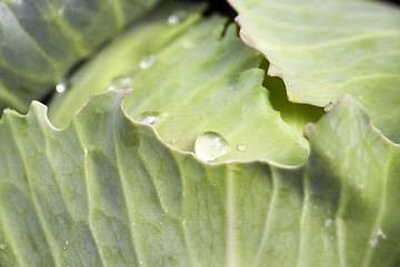 Image showing green cabbage with drops