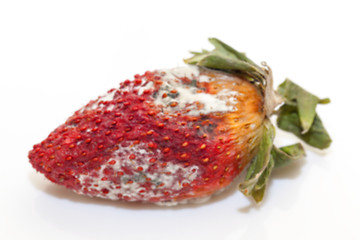 Image showing Strawberry with mold