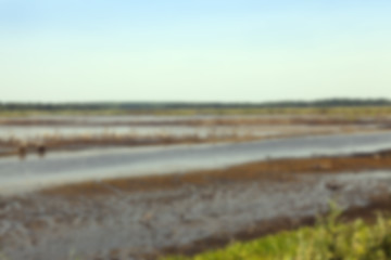 Image showing moorland, summer time