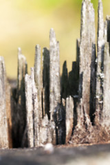 Image showing old wood fracture