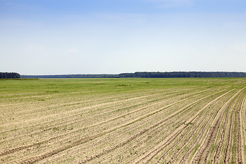 Image showing sprouts green onions