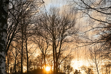 Image showing trees in the park at sunset