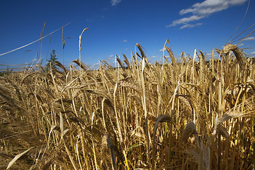 Image showing farm field cereals