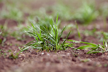 Image showing young grass plants, close-up