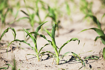 Image showing green corn. Spring