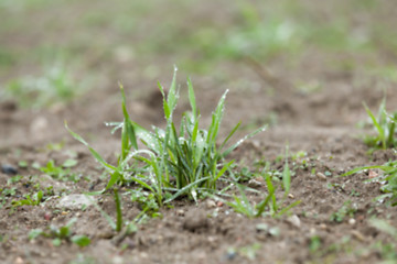 Image showing young grass plants, close-up