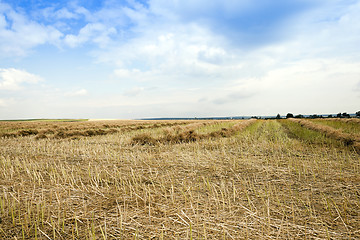 Image showing harvesting of rape