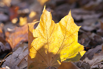 Image showing fallen leaves in autumn