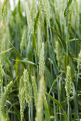 Image showing blooming rye , flowering