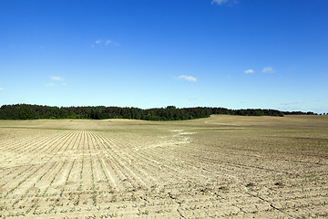 Image showing Corn field, summer time