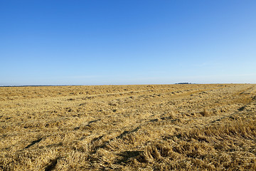 Image showing agricultural field with cereal