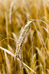 Image showing mature cereal , close-up