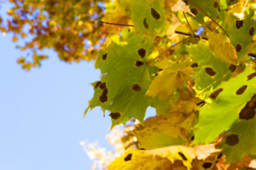 Image showing autumn in the park