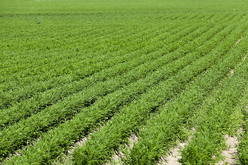 Image showing Field with carrot