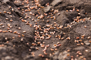 Image showing farm field cereals