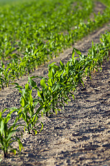 Image showing Corn field, summer