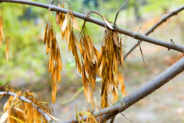 Image showing autumn in the park