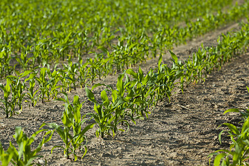 Image showing Field with corn