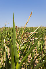 Image showing Corn field, summer time